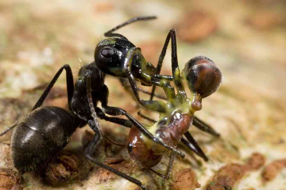 The Exploding Ants of Borneo