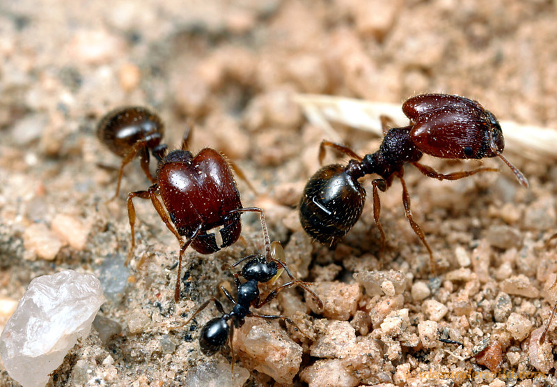 Big-Headed Ants and Their Big&nbsp;Heads