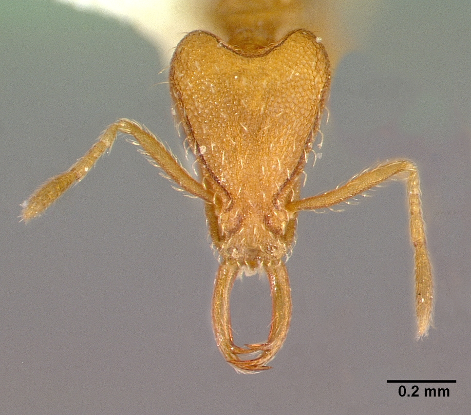 Trap-Jaw Hunters and Jumping Springtails – The Daily Ant