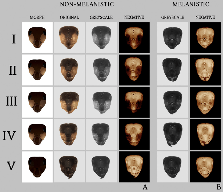 Using Queen Head Coloration to Estimate Habitat&nbsp;Disturbance
