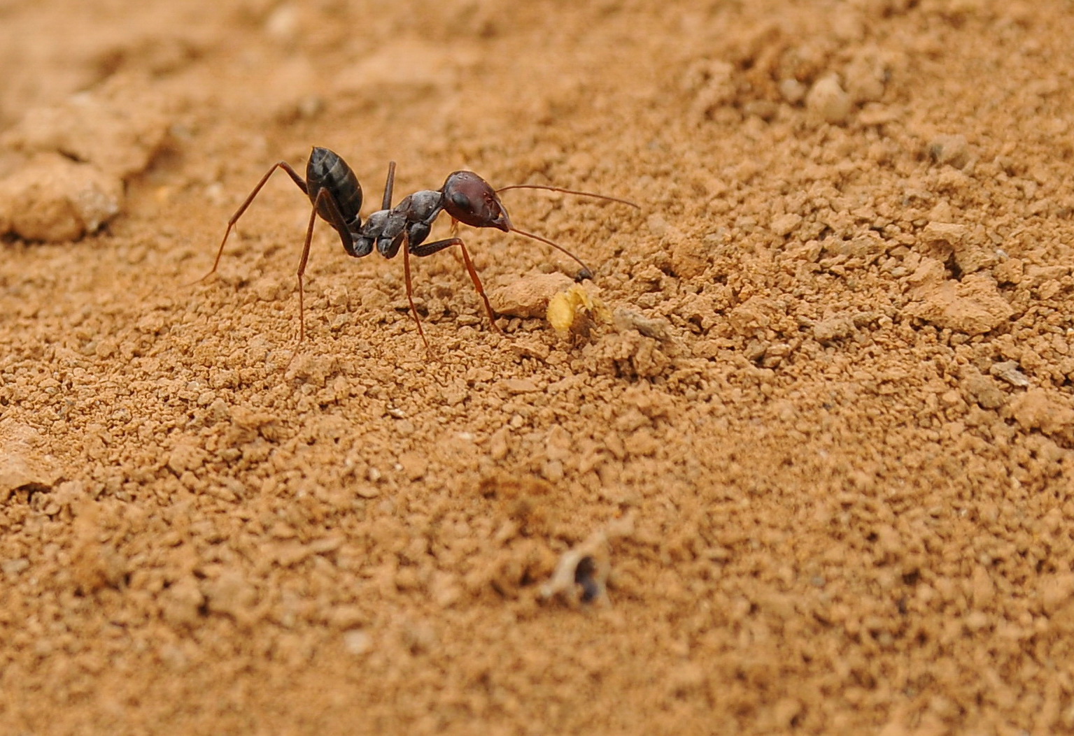 Huertas abandonadas VIII