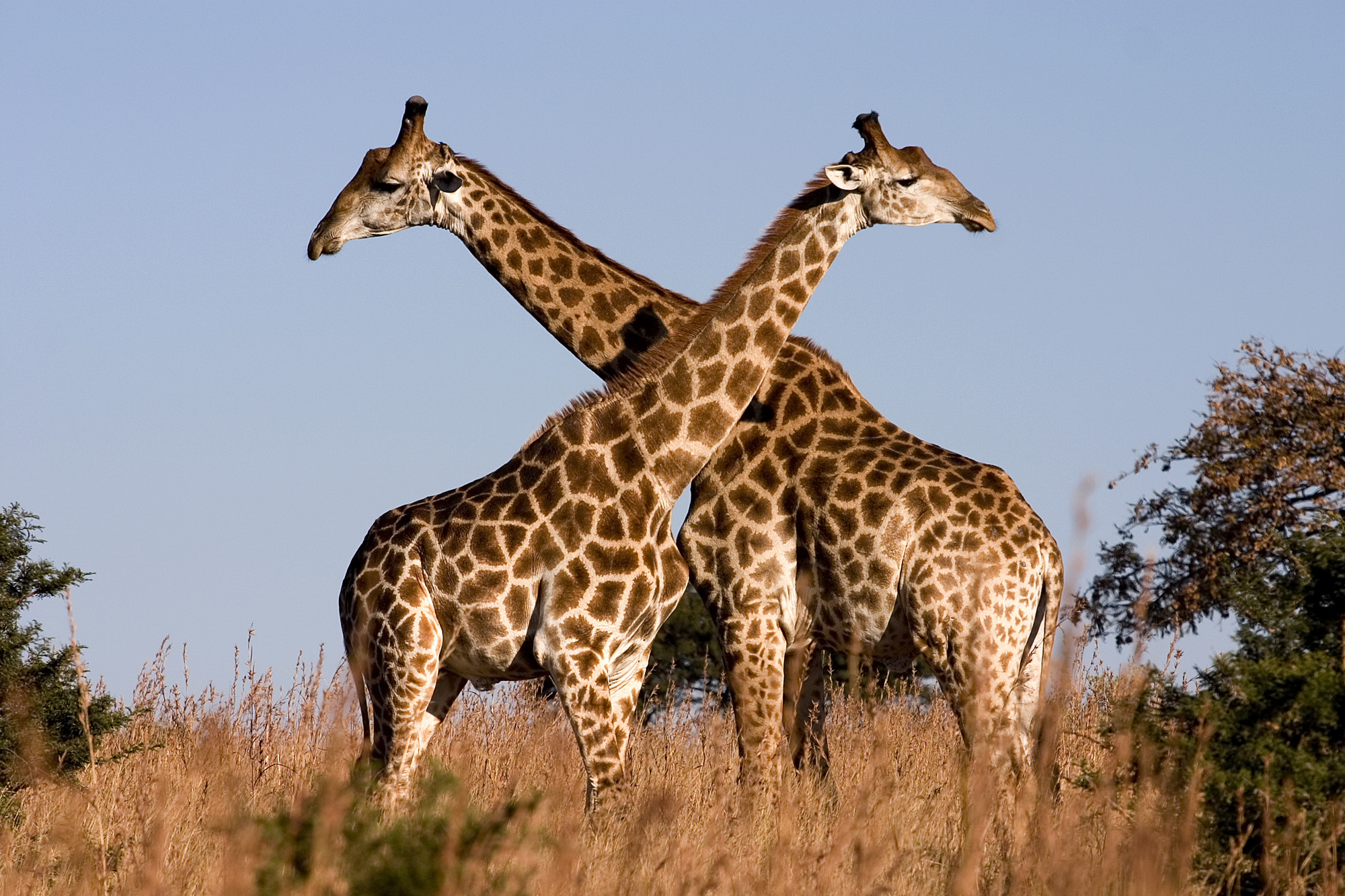 Giraffe2
