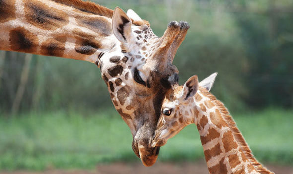 GiraffeGeoffJr