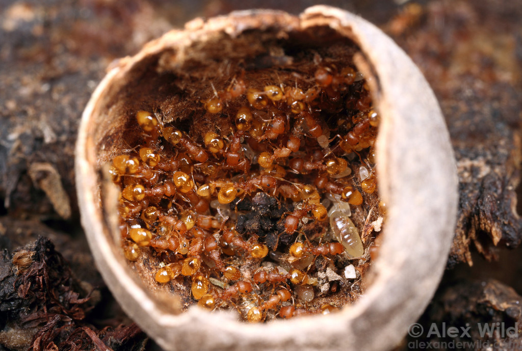 Different Dome, Better Home – The Daily Ant