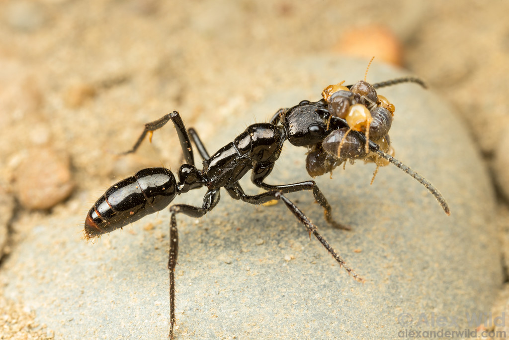 Neoponera commutata