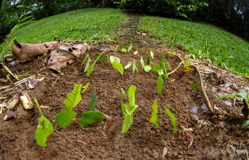 "Atta cephalotes"