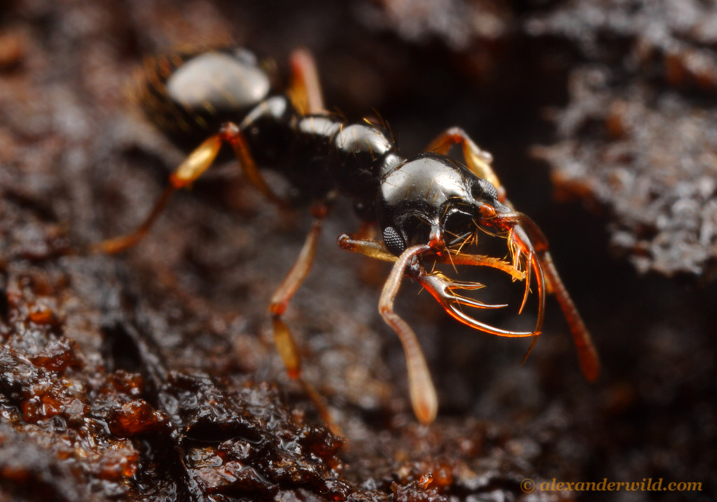 Thaumatomyrmex