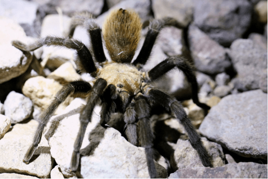 Tarantula