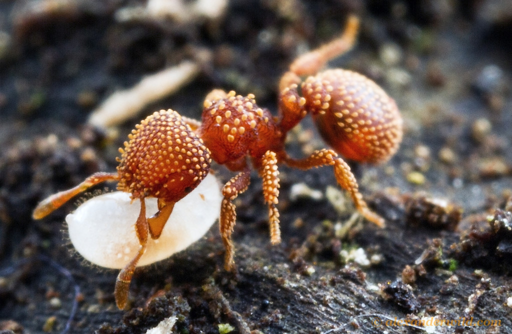 Calyptomyrmex1-XL