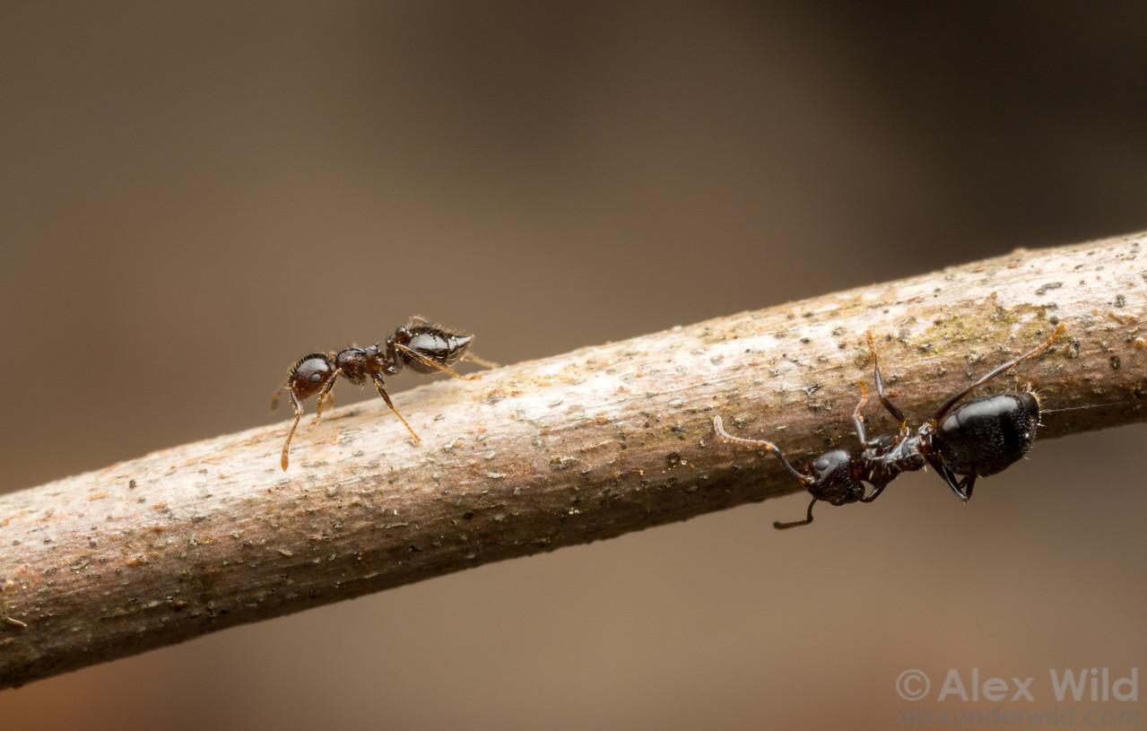 Crematogaster carinata and Dolichoderus debilis