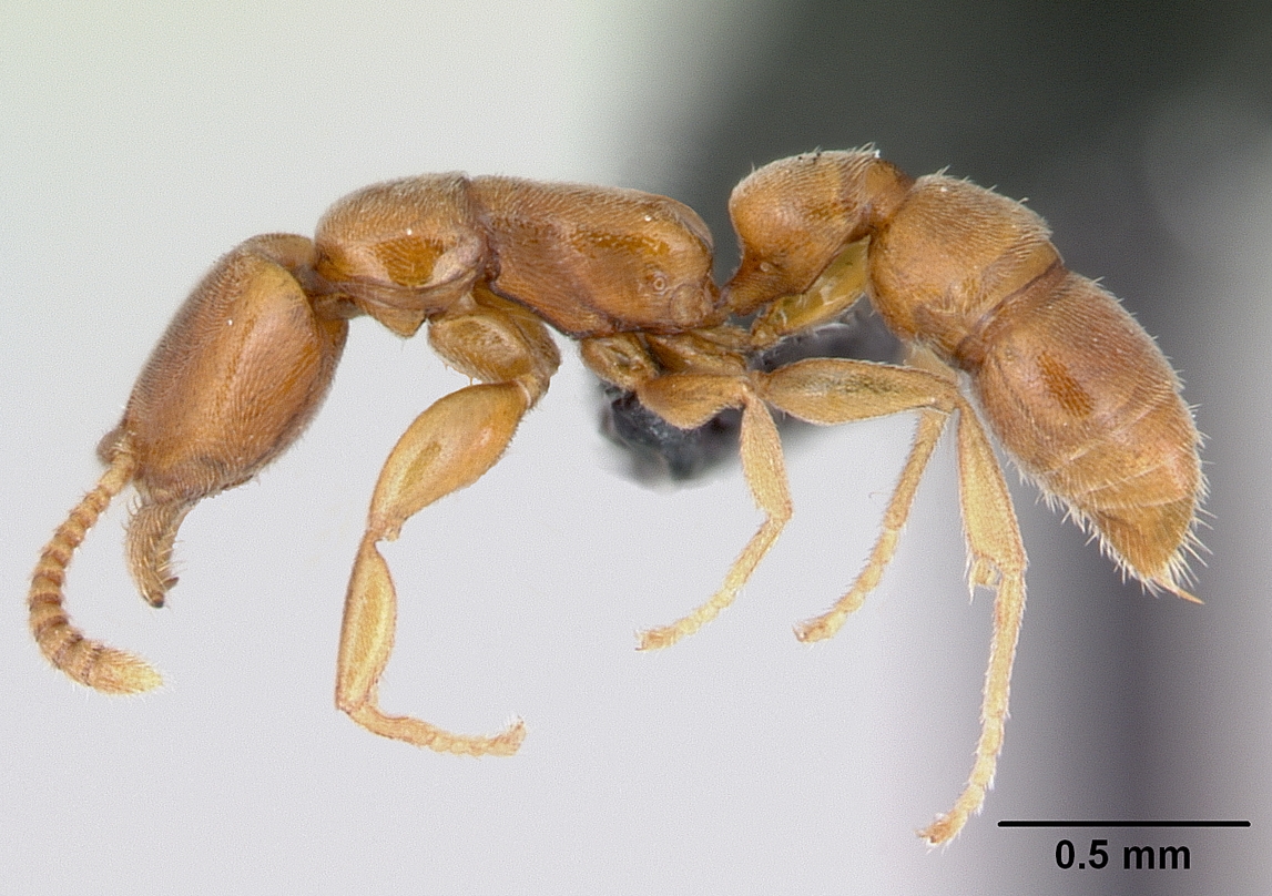 casent0006827_p_1_high