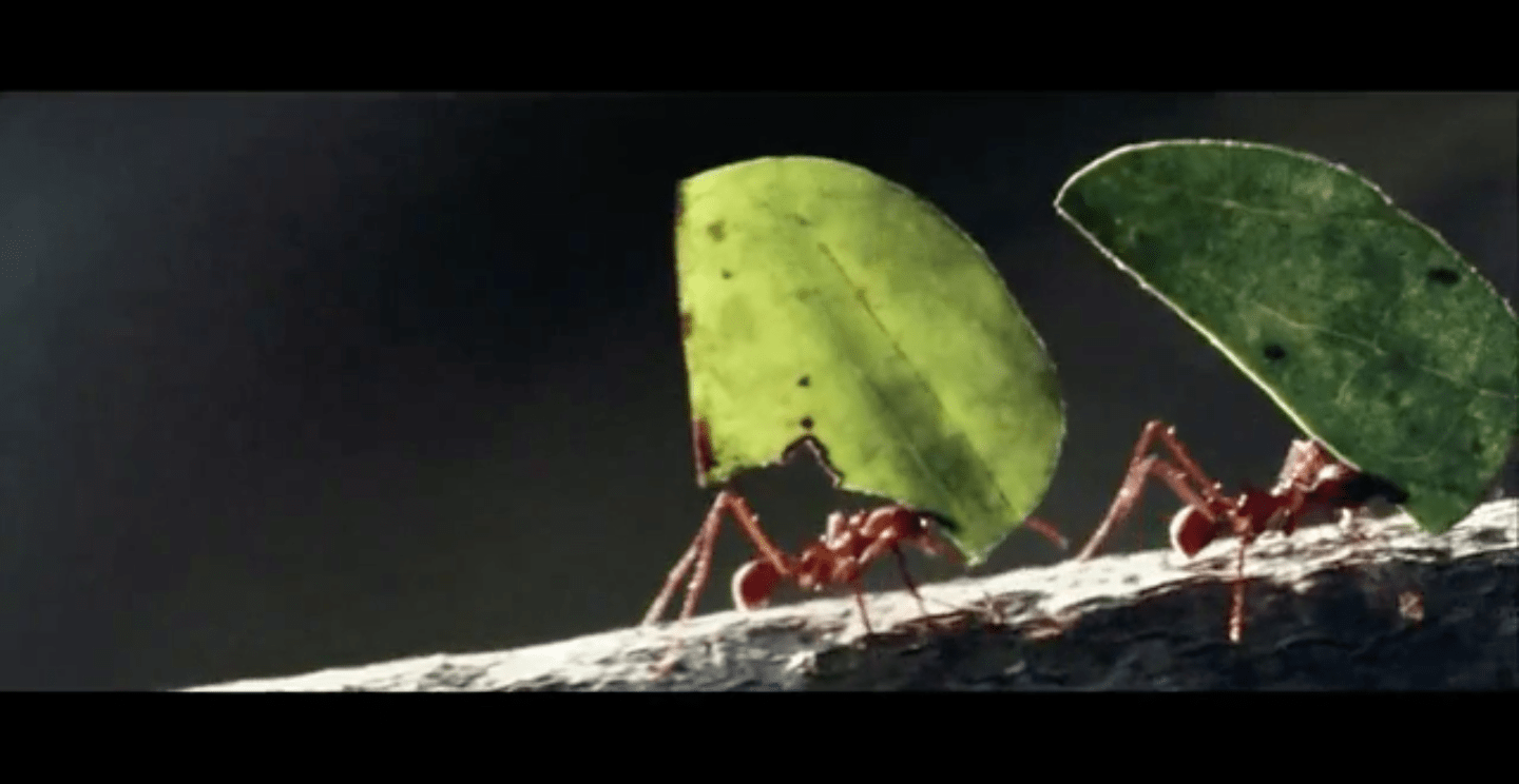 Screen Shot 2018-07-09 at 9.39.28 AM