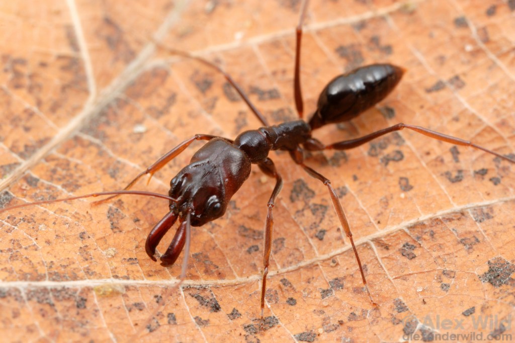 Upset in Florida: Ant species wins big, collects skulls